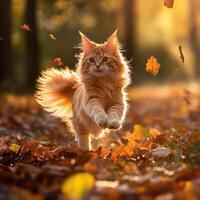 Ginger Maine Kitten Leaps Through Autumn Leaves photo