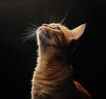 Orange Tabby Kitten Gazing Upwards Towards Light photo