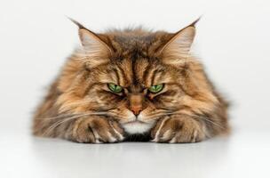 A Majestic Maine Cat Poses With Intense Green Eyes photo