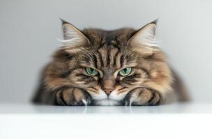 A Longhaired Tabby Cat Rests Its Paws on a Surface photo