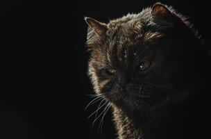 Dark Furred Cat Portrait Showing Intense Eyes photo