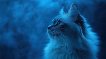 Blue Eyed Cat Gazing Into The Night photo
