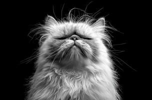 A fluffy white persian cat with eyes closed photo