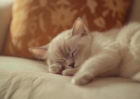 A Cream Colored Cat Peacefully Sleeping On A Couch photo