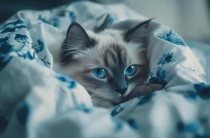 A Ragdoll Kitten Napping Under A Floral Blanket photo