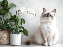 Ragdoll Cat Posing with Houseplants and Orchids photo
