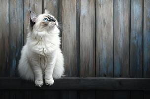 Ragdoll Cat Sitting on Wooden Fence Gazing Upward photo