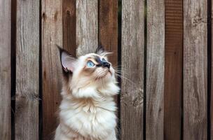 Ragdoll Kitten Gazing Upward Near Wooden Fence photo
