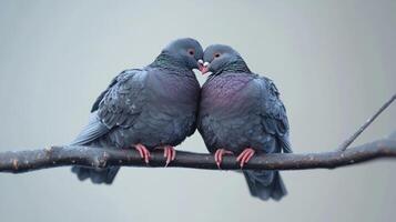 Two pigeons face each other tenderly on a branch of wood photo