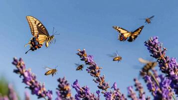 Several butterflies and bees flying around lavender flowers in the sky photo