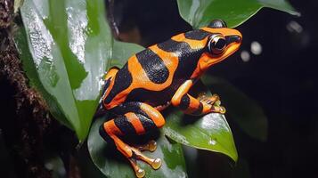 A brightly colored orange and black frog on green leaves photo