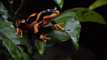 A brightly colored frog rests on a large green leaf photo