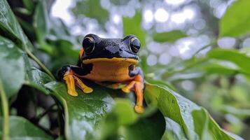 A colorful frog perched on a green leaf in nature photo