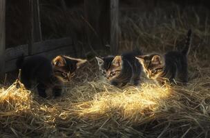 Three adorable kittens exploring together in a sunlit hayloft setting photo