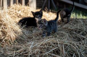 Three curious kittens explore the hay on a sunny day photo