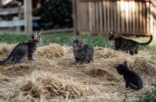 Several kittens are playing together on a bed of straw photo