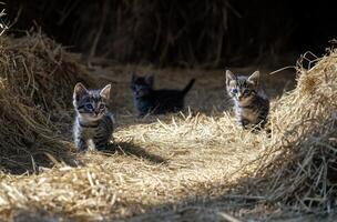 Three adorable kittens are playing in a pile of hay photo