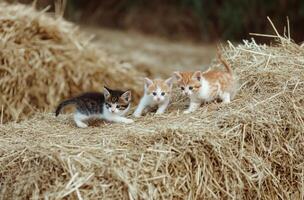 Three adorable kittens playing and exploring on a hay bale photo