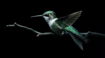 A hummingbird perched on a branch is captured against the darkness photo