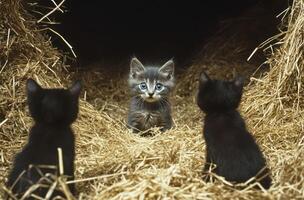 Three kittens of differing colors in a rural hay bed photo