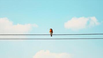 A small red bird perched upon two black electrical wires photo