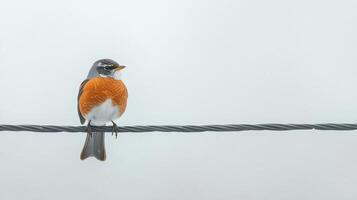 A small orange breasted bird is perched on a wire photo