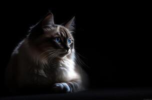 A beautiful cat with striking blue eyes in the shadows photo