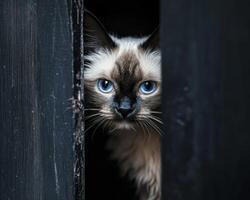A beautiful cat peeks through the darkness of a wooden frame photo