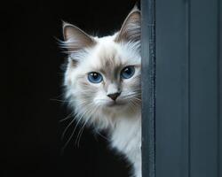 A beautiful cat with striking blue eyes peering from the shadows photo