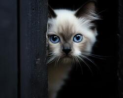 A beautiful cat peering from behind a dark wooden surface photo