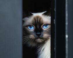 A beautiful cat peeking through a dark shadowed doorway photo
