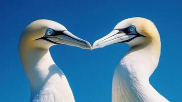 Two birds touching beaks under a beautiful vibrant blue sky photo