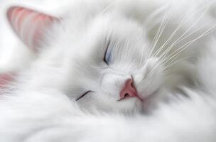 A beautiful white cat asleep in a fluffy and soft pose photo