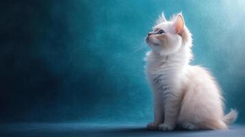 A Fluffy White Cat with Blue Eyes Looking Upward photo