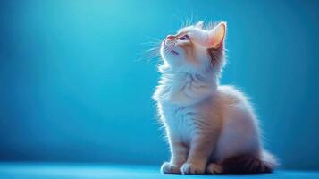 A Fluffy Adorable Kitten Gazing Upward With Curiosity and Wonder photo