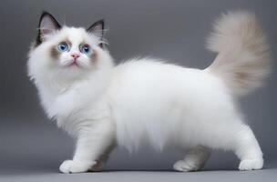 A beautiful cat with striking blue eyes standing in profile photo