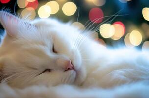 A Fluffy White Cat Sleeping Peacefully With Bokeh Lights Behind photo