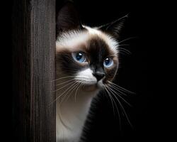 Beautiful Siamese cat peeking from behind wooden panel photo