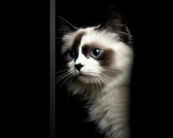 A striking portrait of a beautiful cat with striking blue eyes photo