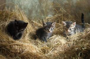 Three adorable kittens sitting together in a bed of hay photo