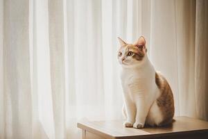 A ginger and white cat sitting gracefully near window light photo