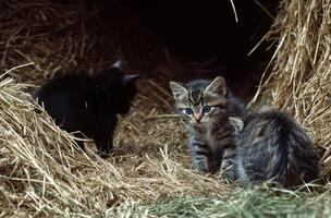 Three adorable kittens resting together in a bed of hay photo