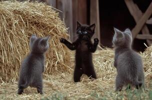 Three playful kittens are standing on a bed of straw photo