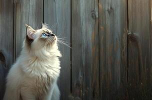 A beautiful cat with blue eyes looks up attentively at something photo