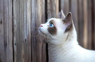 A Beautiful White Cat Gazing Upward At Something Interesting photo