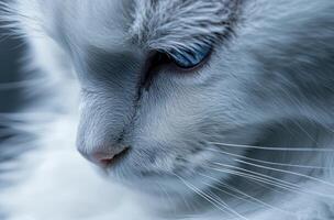 A close up profile view shows a feline with blue eyes photo