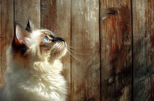A beautiful cat with stunning blue eyes is looking upwards photo