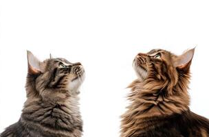 Two domestic felines looking upwards with white isolated background photo