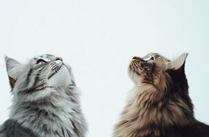 Two feline domestic animals looking upward into the bright sky photo