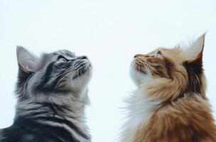 Two cats looking upward toward the bright clear open sky photo